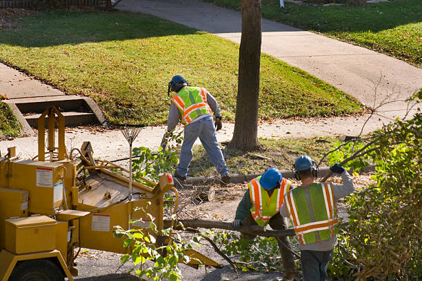 Palm Tree Trimming in Port St John, FL